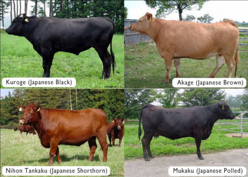 bò wagyu niềm tự hào của người Nhật bò wagyu niềm tự hào của người Nhật
